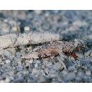 Paradiplogrammus corallinus (Gilbert, 1905)