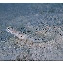 Vanderhorstia phaeostictus (Randall, Shao et Chen, 2007)