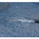 Echinogobius hayashii Iwata, Hosoya et Niimura, 1998