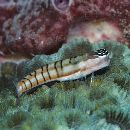 Ecsenius dilemma Springer, 1988