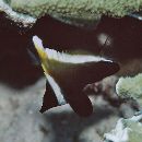 Heniochus varius (Cuvier, 1829)