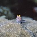 Ecsenius dilemma Springer, 1988