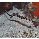 Doryrhamphus (Dunckerocampus) dactyliophorus (Bleeker, 1853)