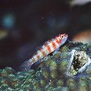 Trimma cana Winterbottom, 2004