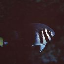 Neoglyphidodon thoracotaeniatus (Fowler et Bean, 1928)