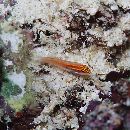 Eviota atriventris Greenfield et Suzuki, 2012