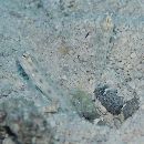 Ctenogobiops feroculus Lubbock et Polunin, 1977