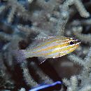 Ostorhinchus rubrimacula (Randall et Kulbicki, 1998)