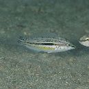 Halichoeres chloropterus (Bloch, 1791)