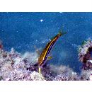 Parupeneus biaculeatus (Richardson, 1846)