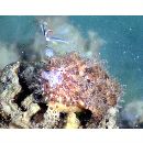 Antennarius striatus (Shaw, 1794)