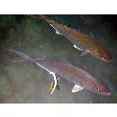 Seriola dumerili (Risso, 1810)