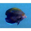 Acanthurus blockii Valenciennes, 1835