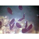 Acanthurus blockii Valenciennes, 1835