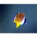 Chaetodon auripes Jordan et Snyder, 1901