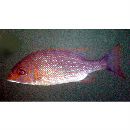 Lethrinus nebulosus (Forsskal, 1775)