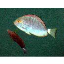 Acanthurus mata (Cuvier, 1829)