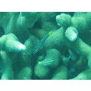 Cheilodipterus quinquelineatus Cuvier, 1828