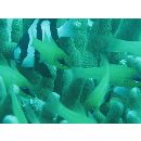 Apogon sealei Fowler, 1918