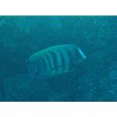 Pomacanthus sexstriatus (Cuvier, 1831)