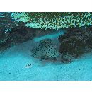 Monotaxis grandoculis (Forsskal, 1775)