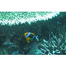 Amphiprion chrysopterus Cuvier, 1830