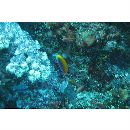 バートレット・アンティアス