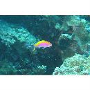 Pseudanthias bartlettorum (Randall et Lubbock, 1981)