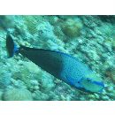 Naso vlamingii (Valenciennes, 1835)