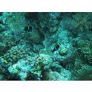 Amphiprion chrysopterus Cuvier, 1830