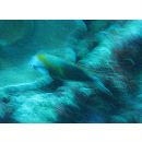 Epibulus insidiator (Pallas, 1770)