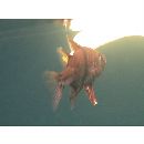 Sphaeramia orbicularis (Kuhl et Hasselt, 1828)