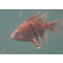 Sphaeramia orbicularis (Kuhl et Hasselt, 1828)