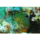 Plectroglyphidodon lacrymatus (Quoy et Gaimard, 1825)