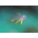 Amblyglyphidodon leucogaster (Bleeker, 1847)