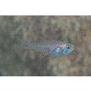 Taeniamia fucata (Cantor, 1850)