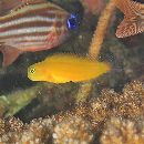 Ecsenius lividanalis Chapman et Schultz, 1952