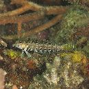 Parapercis sp. 10 (P. sp. 2 of Kuiter, 1992)