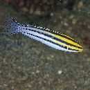 Meiacanthus grammistes (Valenciennes, 1836)