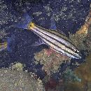 Cheilodipterus quinquelineatus Cuvier, 1828