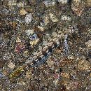 Parapercis sp. 10 (P. sp. 2 of Kuiter, 1992)