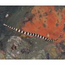 Doryrhamphus (Dunckerocampus) dactyliophorus (Bleeker, 1853)