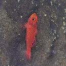 Trimma striatum (Herre, 1945)