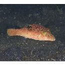 Canthigaster compressa (Proce, 1822)