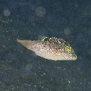 Canthigaster compressa (Proce, 1822)