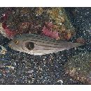 Arothron manilensis (Proce, 1822)