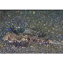 Dactylopus dactylopus (Valenciennes, 1837)