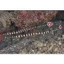 Doryrhamphus (Dunckerocampus) dactyliophorus (Bleeker, 1853)