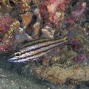 Cheilodipterus quinquelineatus Cuvier, 1828