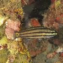 Cheilodipterus quinquelineatus Cuvier, 1828